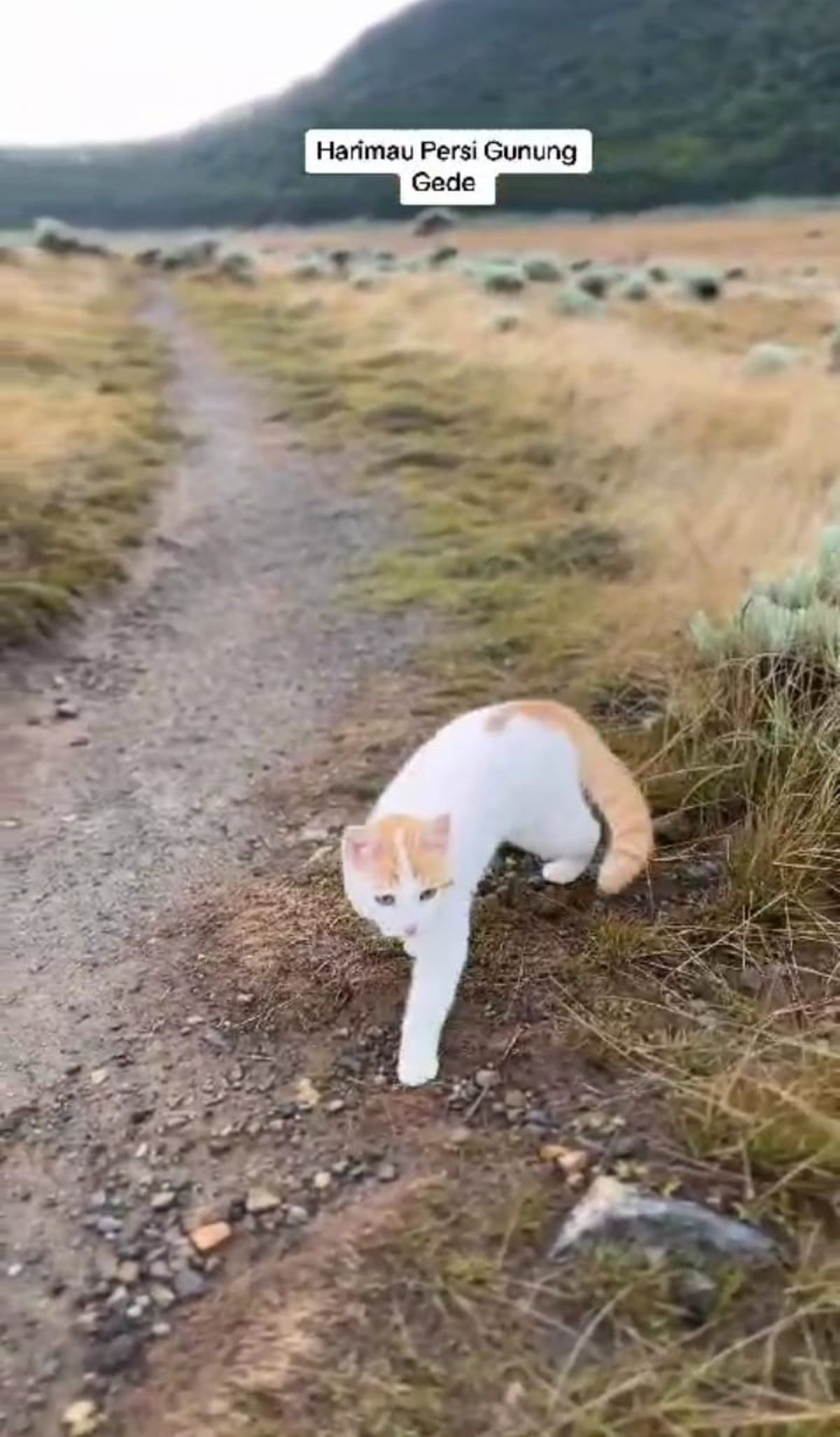 Viral, Kucing Lucu di Alun-alun Gunung Gede Pangrango