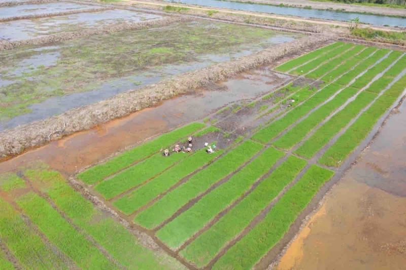 KTNA: Cetak Sawah Baru Bisa Wujudkan Swasembada Pangan