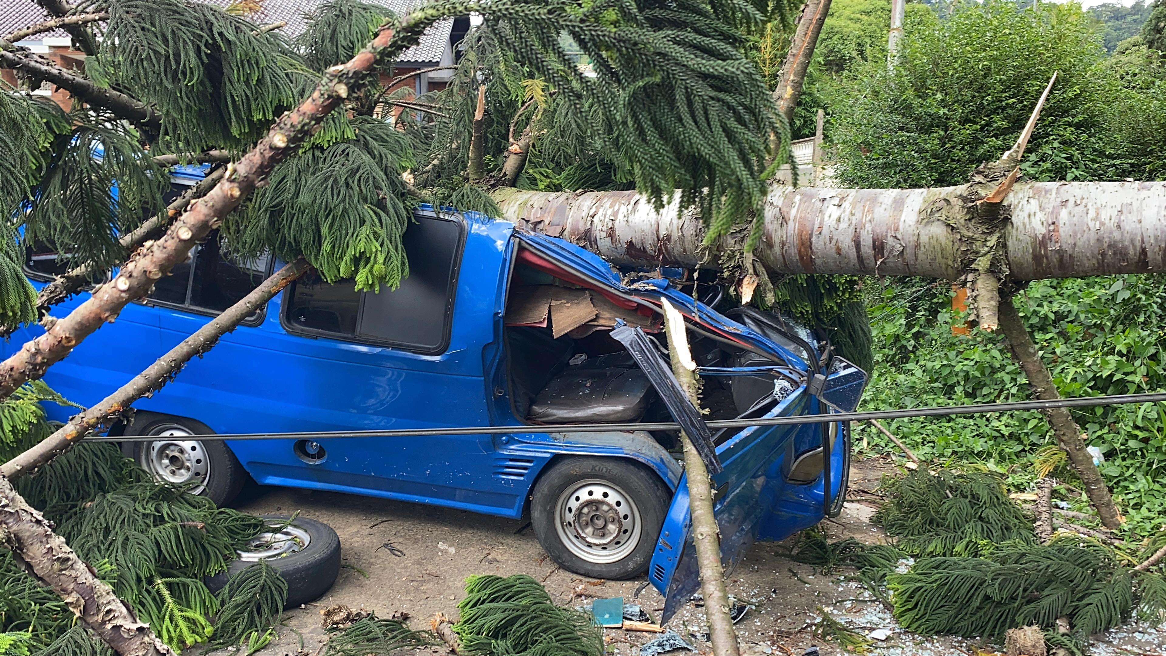 Pohon Tumbang Timpa Angkot di Cugenang Cianjur, Sopir Alami Luka Ringan