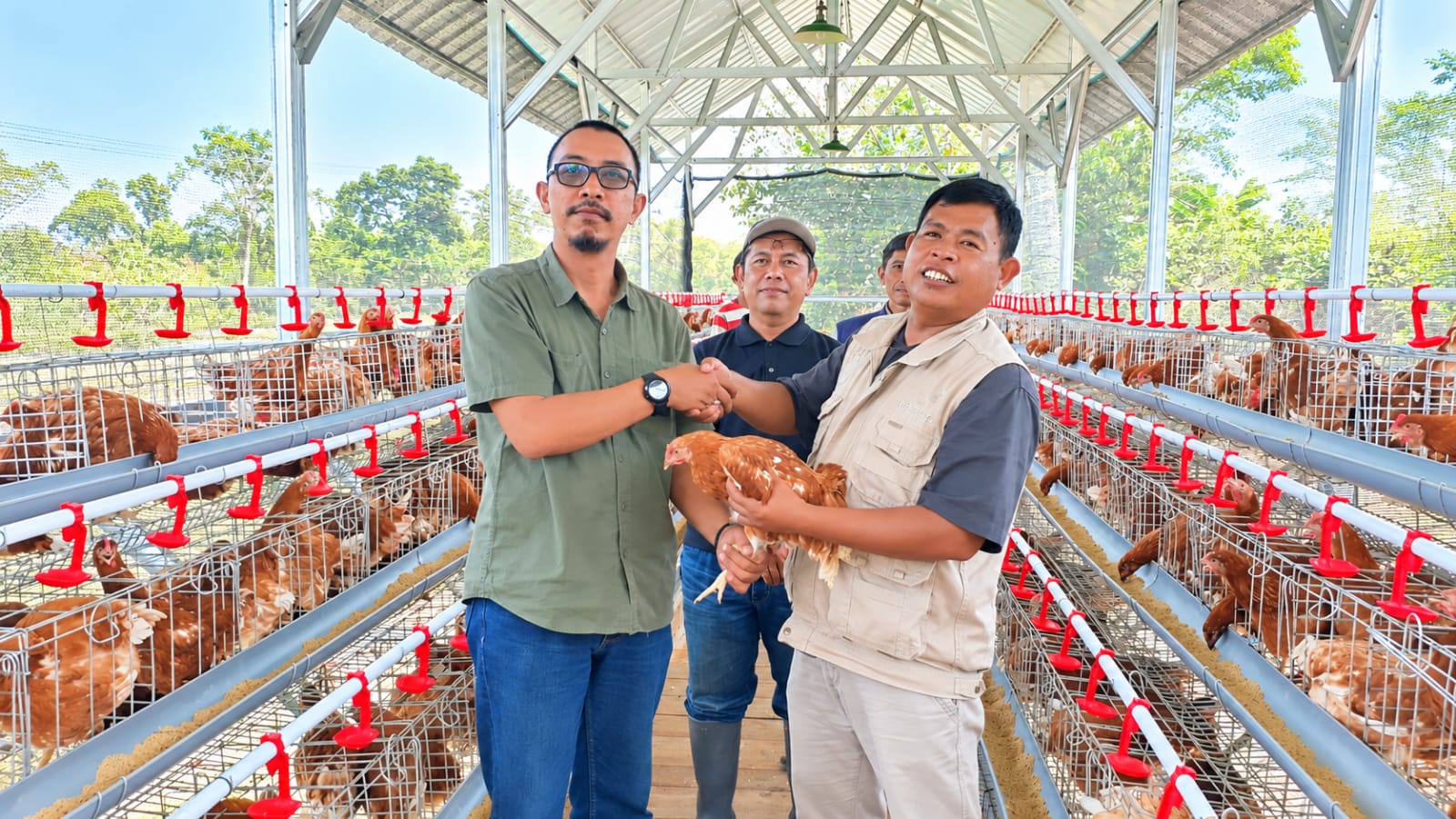 Dapat Bantuan 600 Ayam Petelur, IJTI Cianjur Mulai Garap Usaha Peternakan