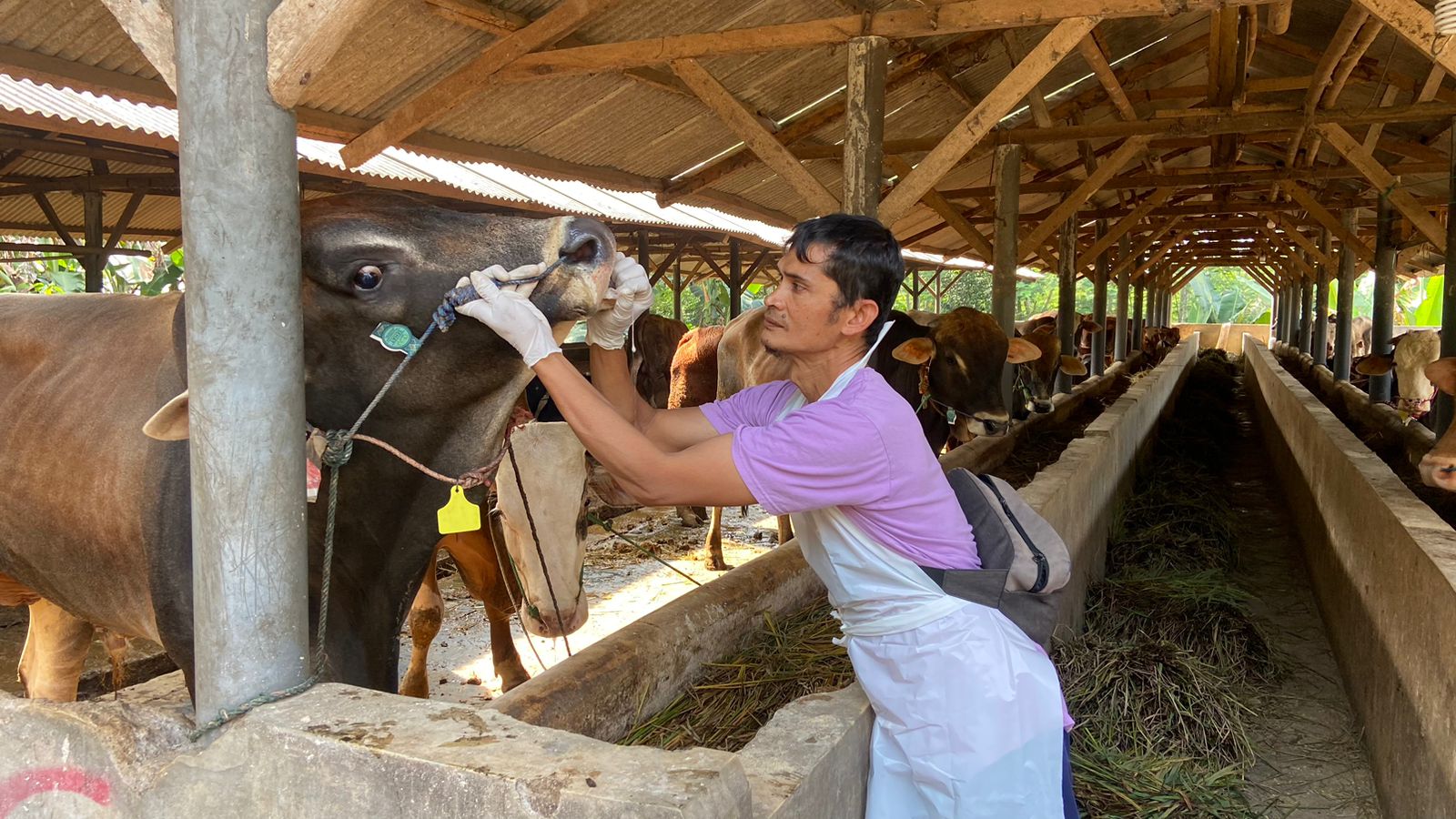 DKPP Jabar Prediksi Hewan Kurban yang Beredar Jelang Idul Adha Capai Puluhan Ribu Ekor