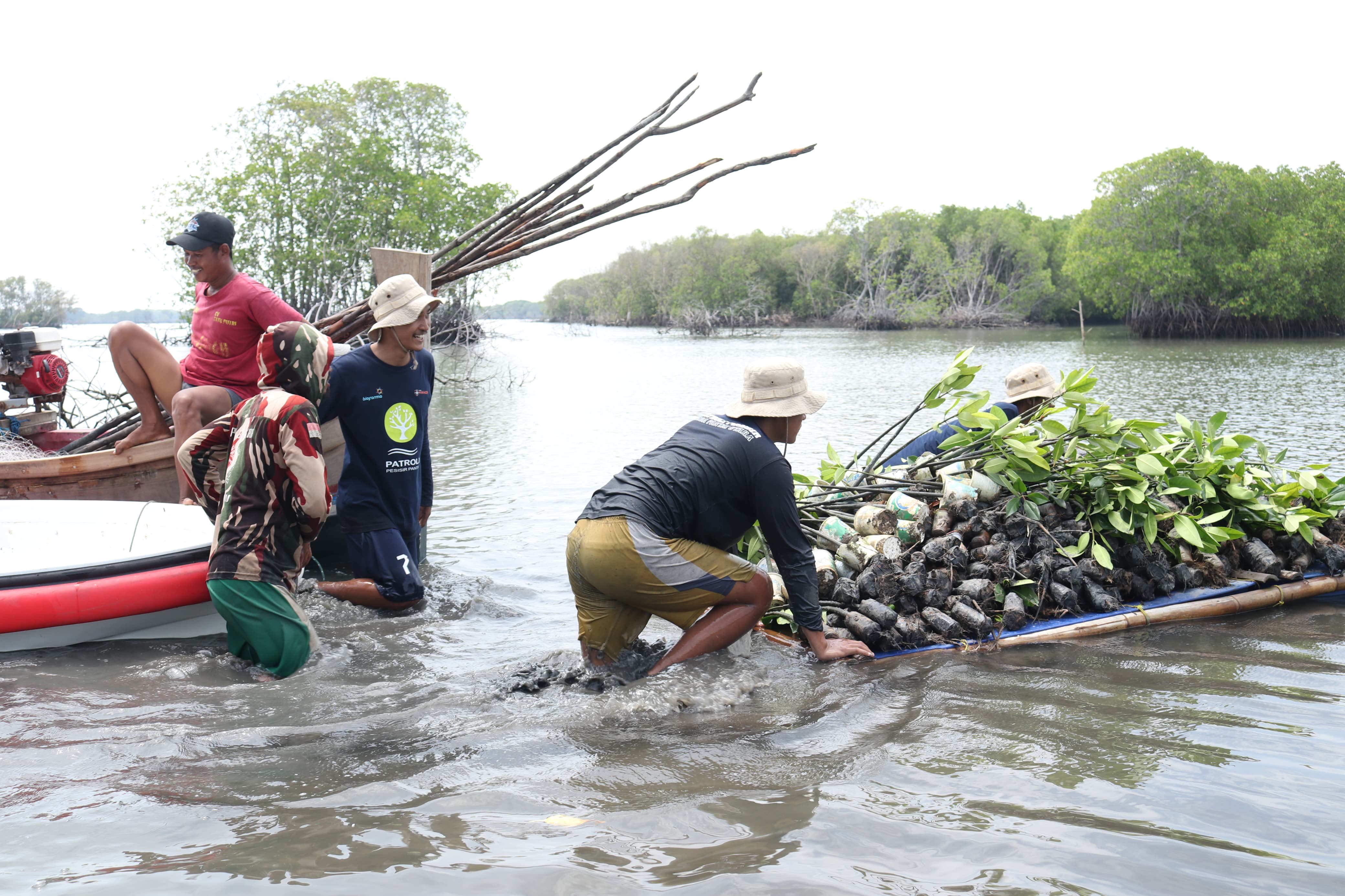 Peringati Hari Bumi Sedunia: Bio Farma Tanam 4.000 Mangrove