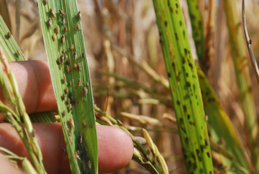 Hama Wereng Coklat Serang Pertanian Mande, Camat: Sudah Diantisipasi