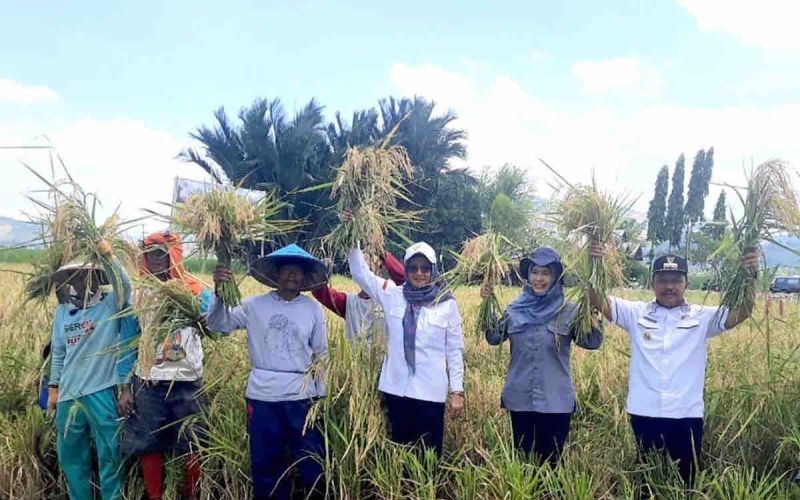 Kementan: Produksi Padi Triwulan III Capai 43,28 Juta Ton GKG