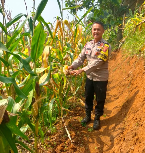 Polsek Cugenang Cianjur Pastikan Program Jagung Hibrida Berjalan Sesuai Target