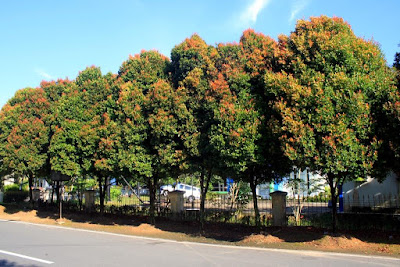 Lima Pohon Peneduh yang Dapat Ditanam di Halaman Rumah  