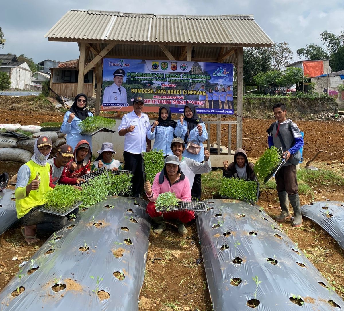 Sukses, BUMDes Jaya Abadi Ciherang Cianjur Panen Kol Hingga 10 Ton