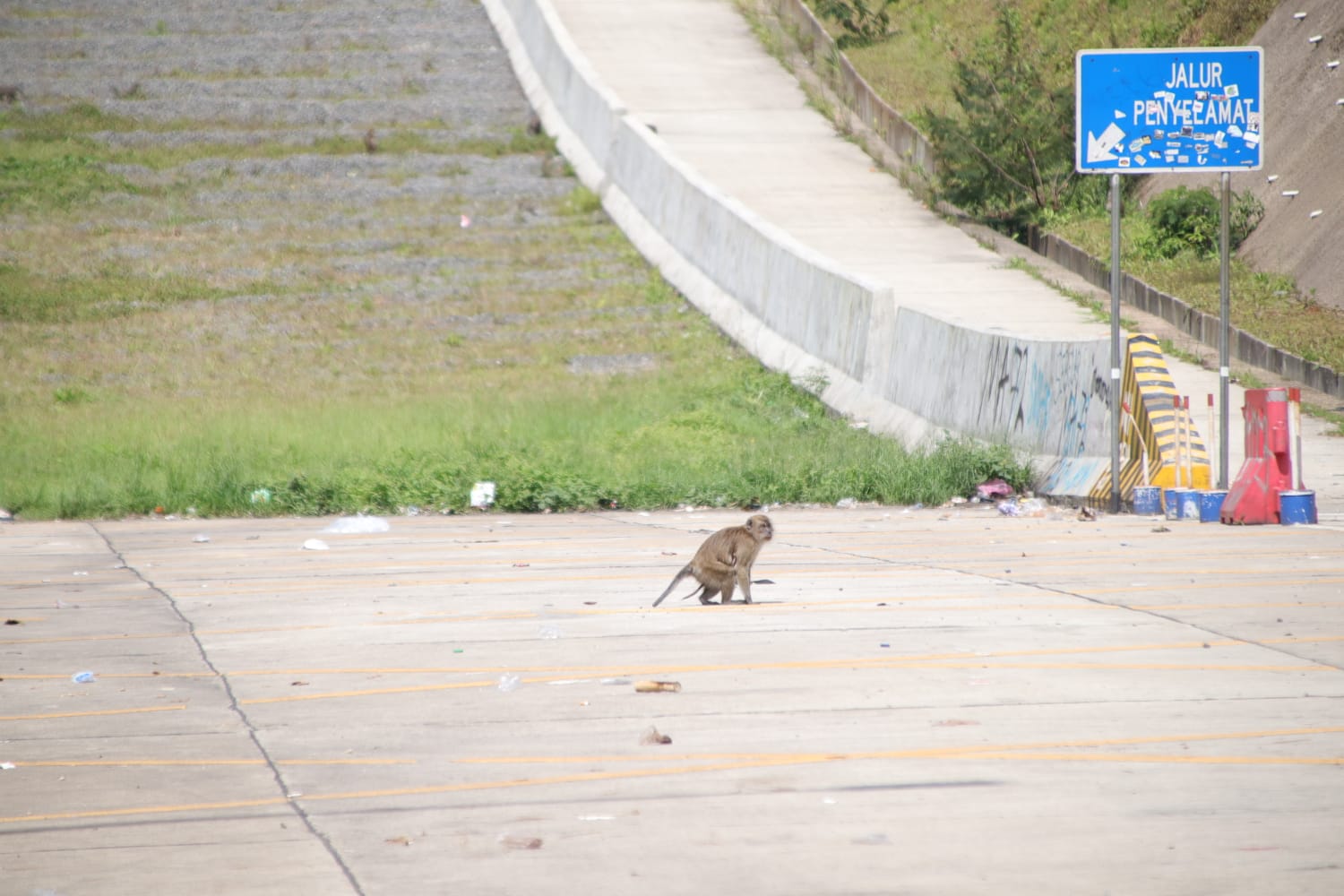 Berkeliaran di Jalur Penyelamat, Kera Liar Jadi Hiburan Pengendara yang Terjebak Macet 