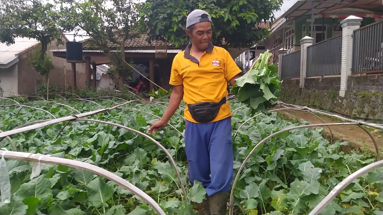 Petani Hortikultura di Pacet Cianjur Merugi, Harga Pupuk Naik, Sayuran Anjlok