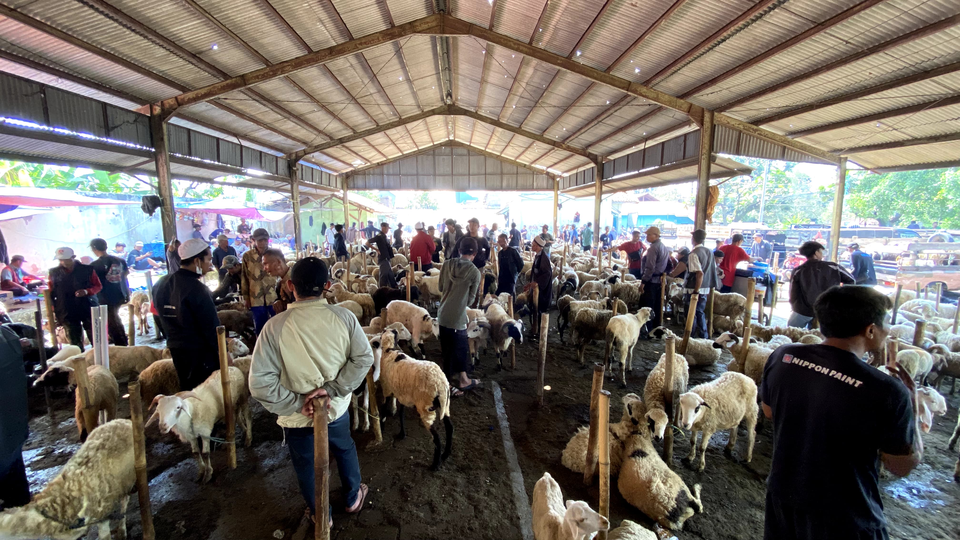 Tiga Pekan Jelang Idul Adha, Penjualan Hewan Kurban di Cianjur Mulai Meningkat