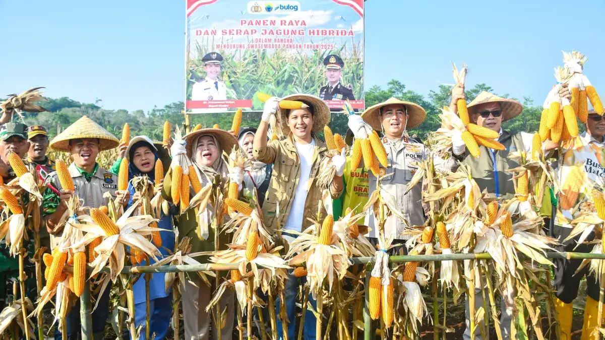 Panen Raya Jagung Hibrida di Cianjur Tembus 8 Ton per Hektar