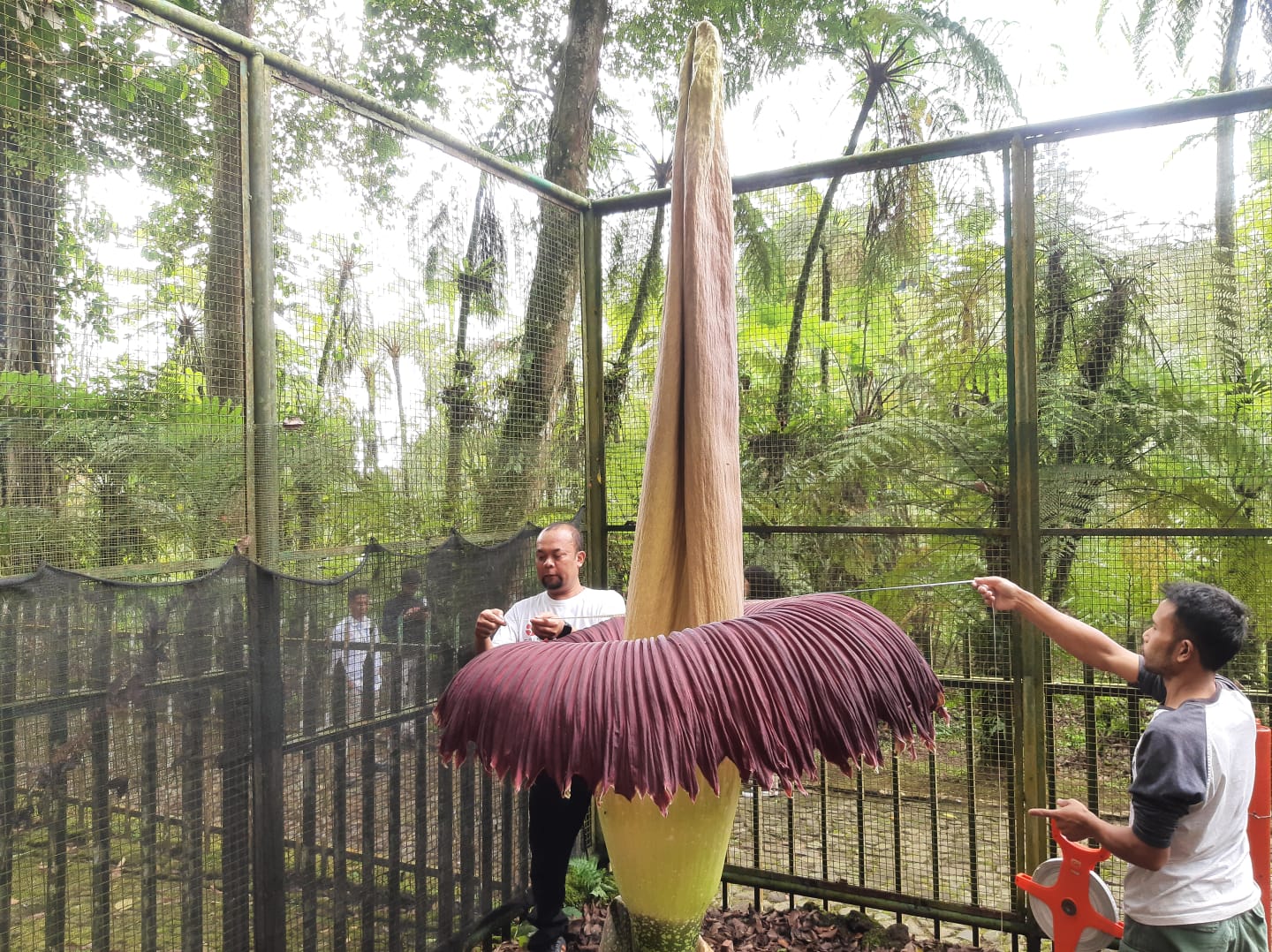 Momen Langka, Bunga Bangkai Raksasa Koleksi  Kebun Raya Cibodas Mekar Sempurna, Tingginya 3,1 Meter