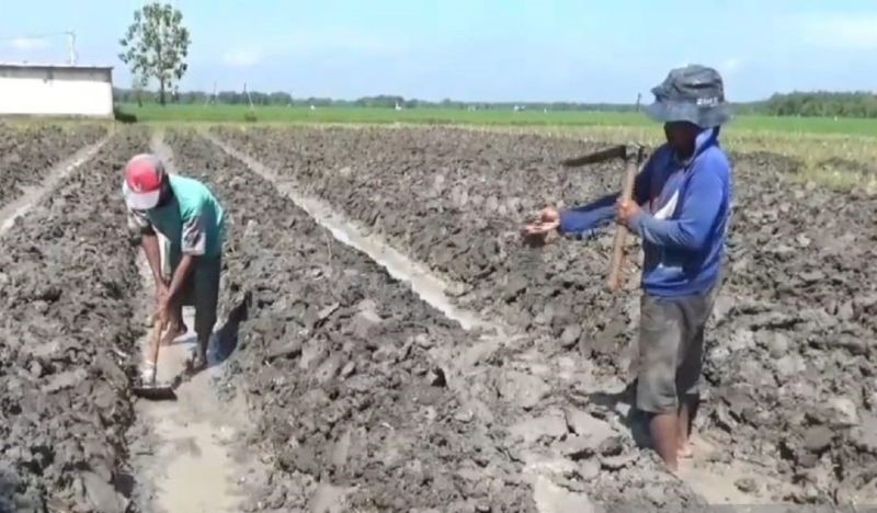 BMKG: Puncak Musim Kemarau Tahun Ini di Pulau Jawa Bergeser Lebih Awal