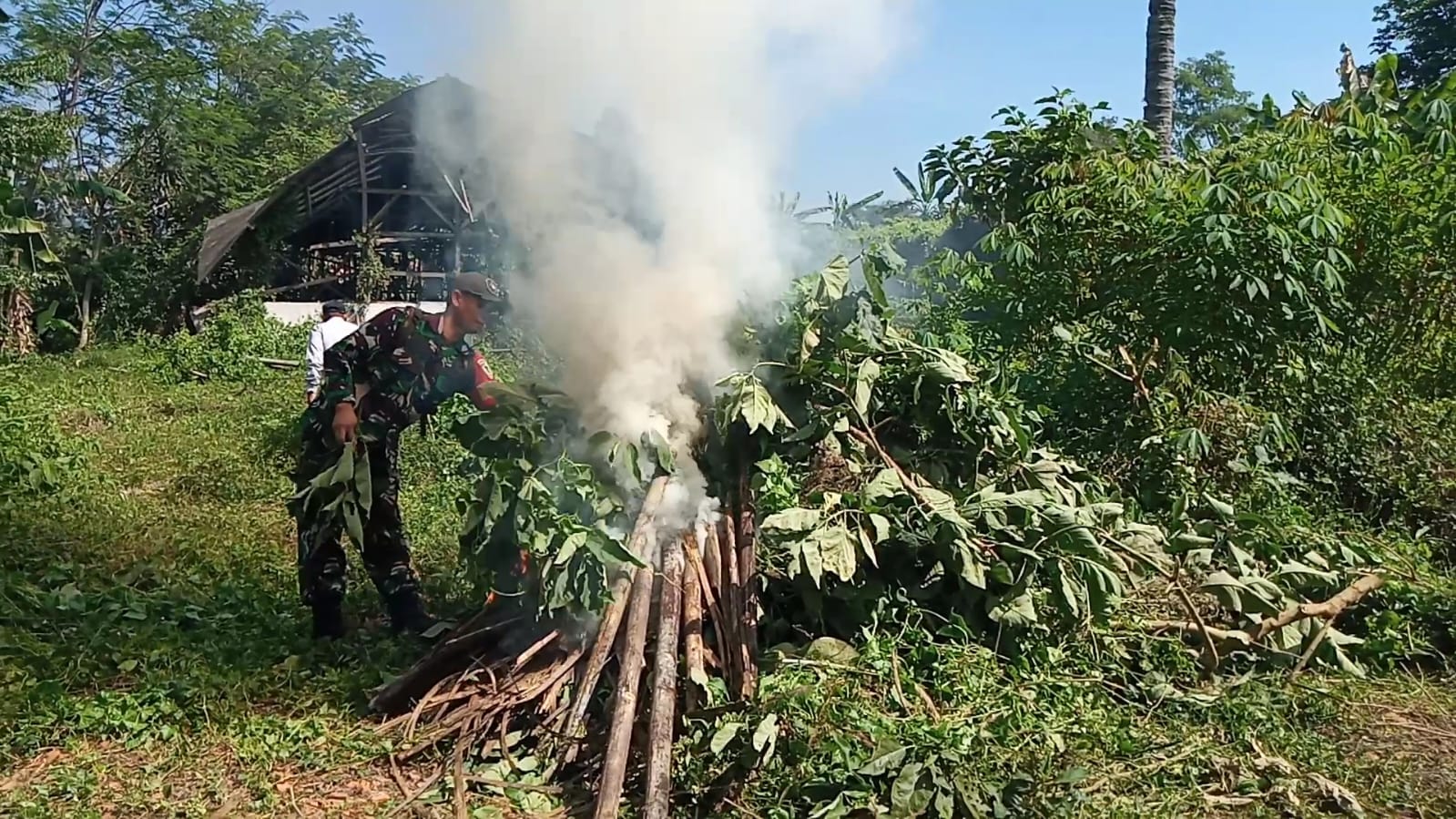 Puluhan Pohon Kecubung di Mande Cianjur Dimusnahkan