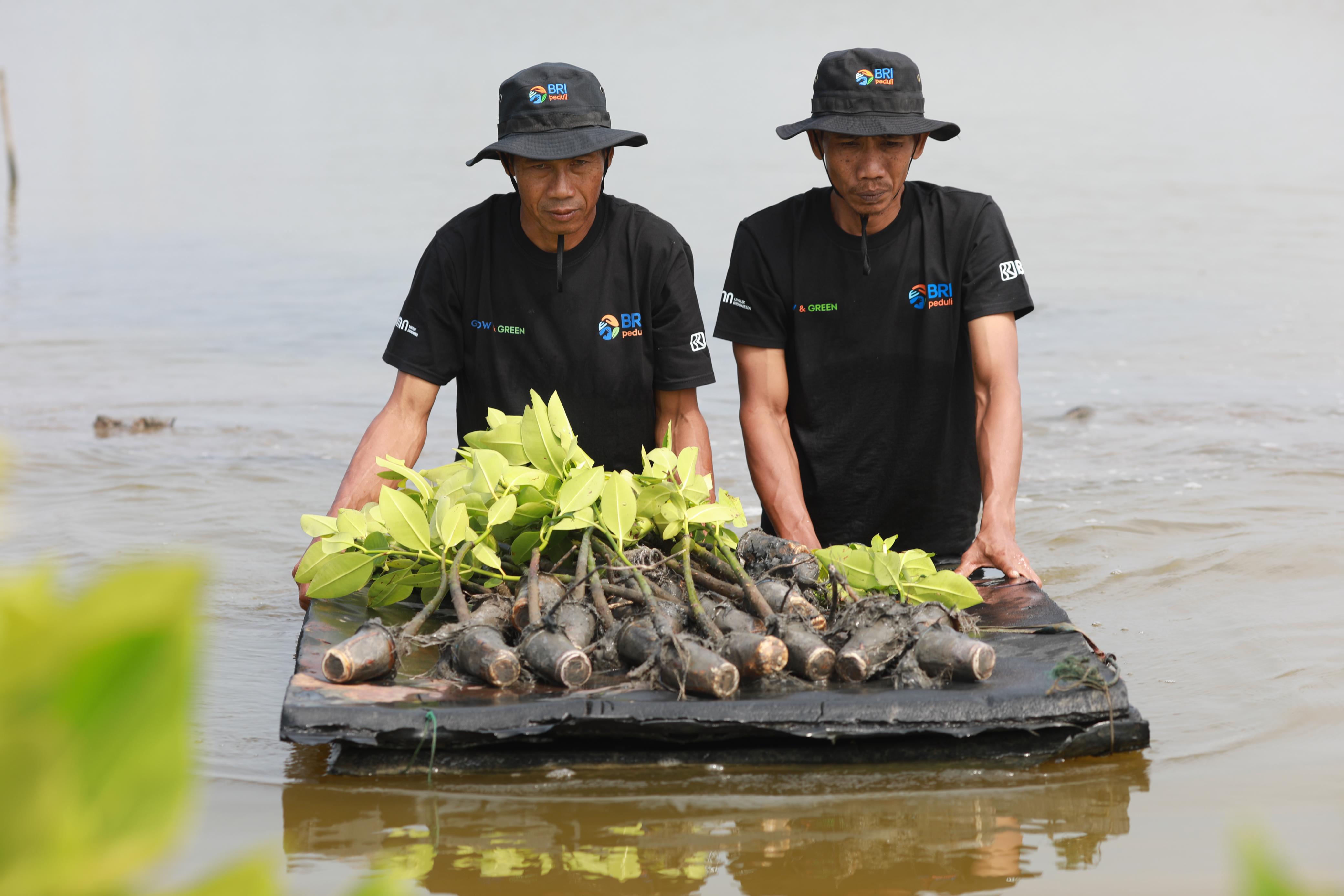 Upaya Nyata Selamatkan Lahan Kritis, BRI Salurkan Ribuan Bibit Mangrove Kelompok Tani di Muaragembong