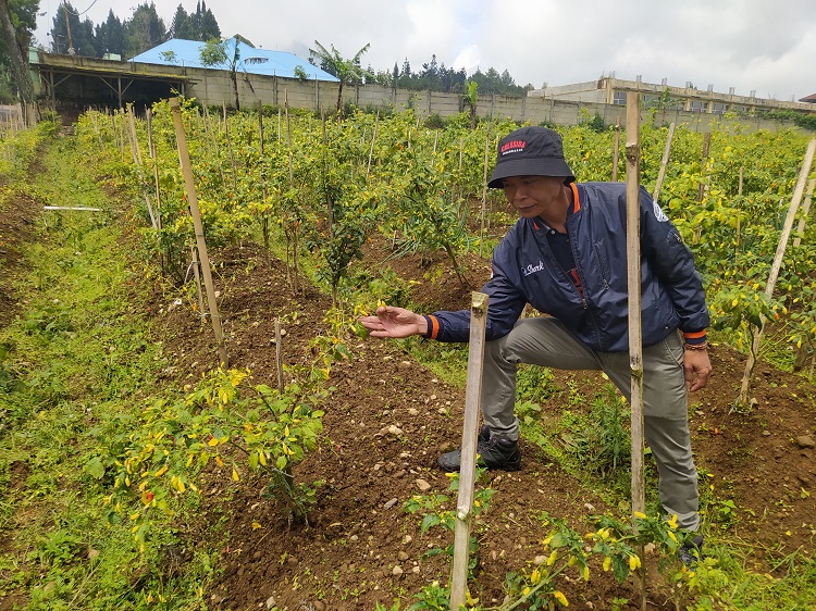 Imbas Cuaca Ekstrem, Tanaman Cabai di Pacet Cianjur Terserang Antraknose