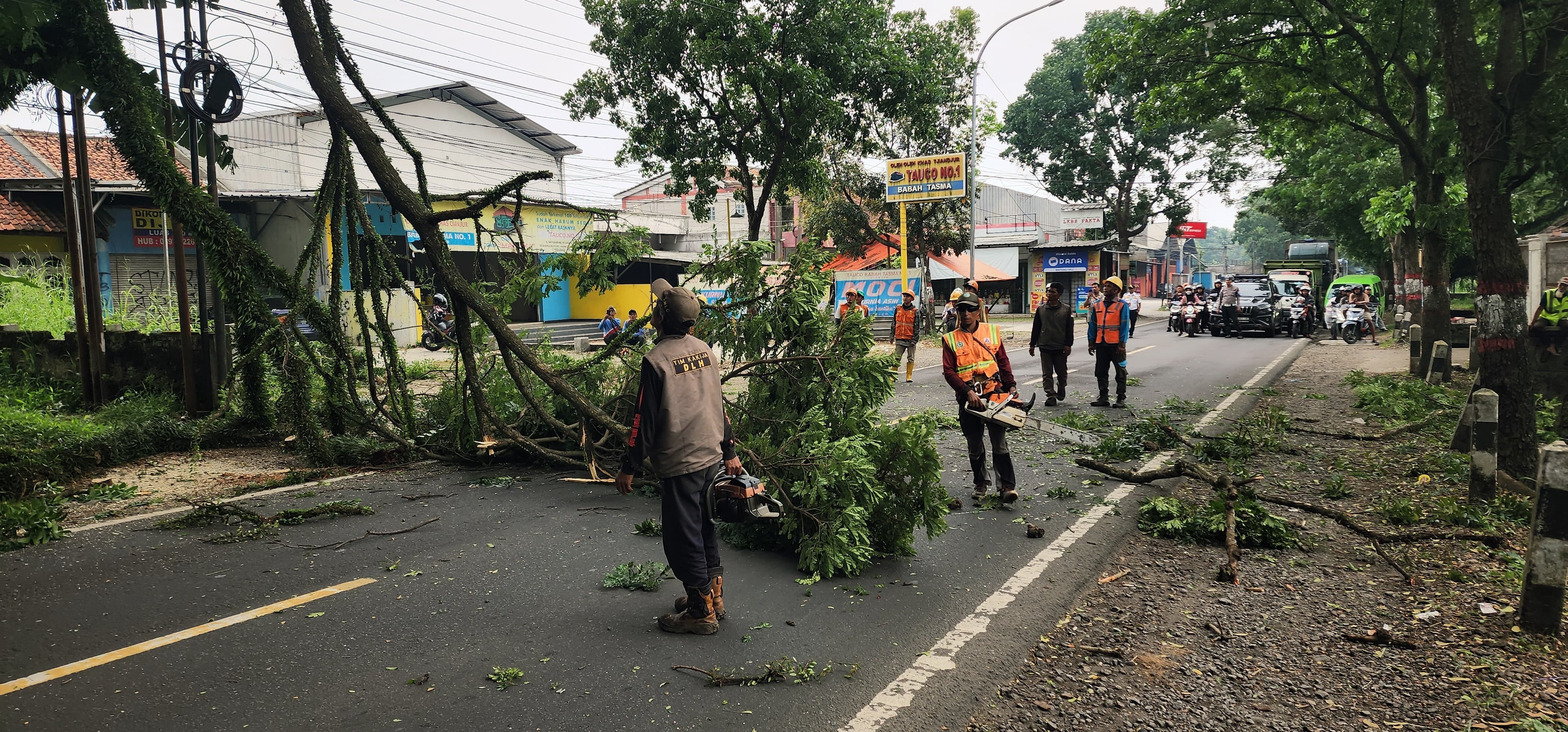 DLH Cianjur Pangkas Pohon Rawan Tumbang di Jalur Strategis