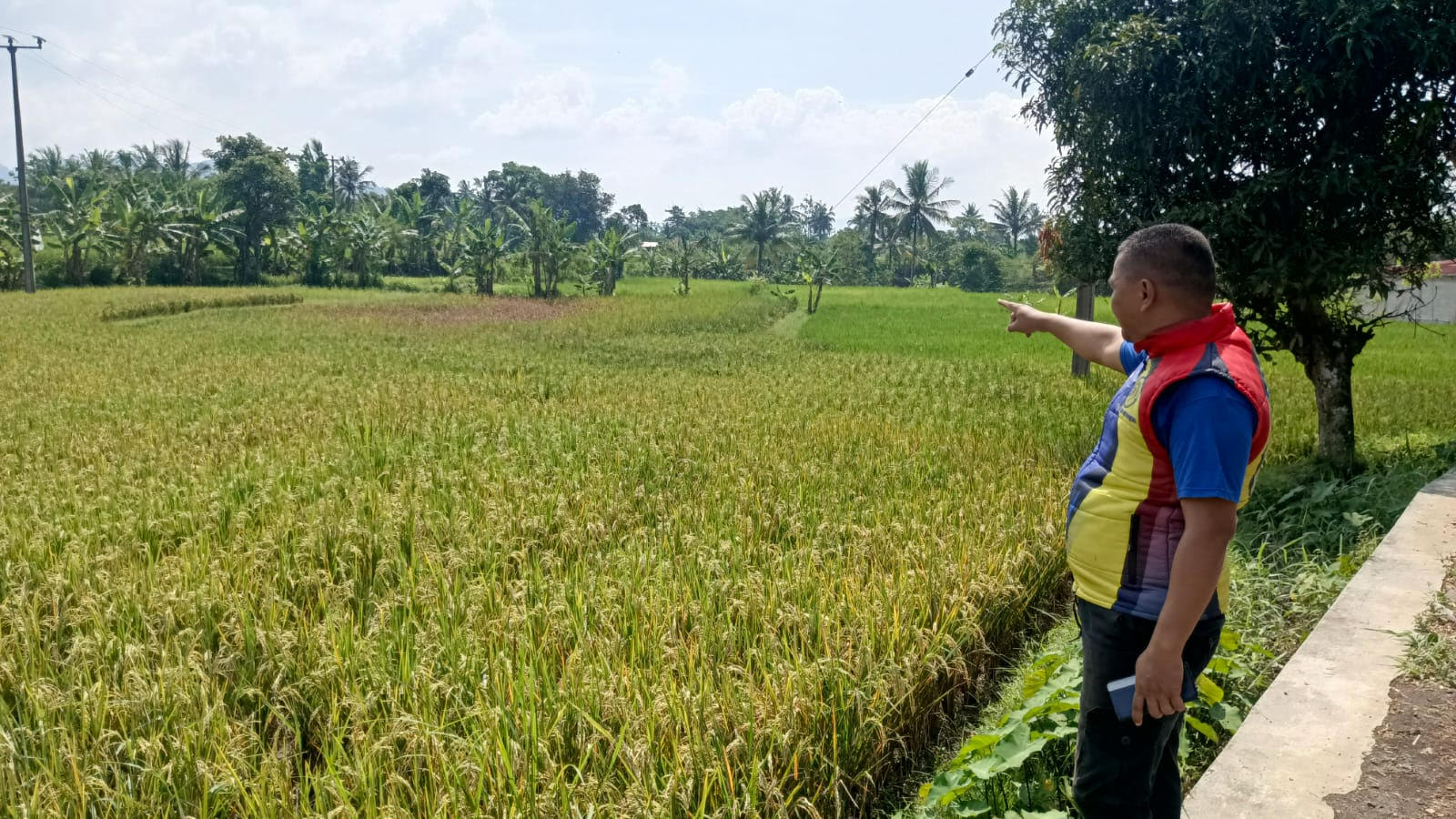 Tanaman Padi Diserang Hama Wereng, Petani Cianjur Terancam Gagal Panen