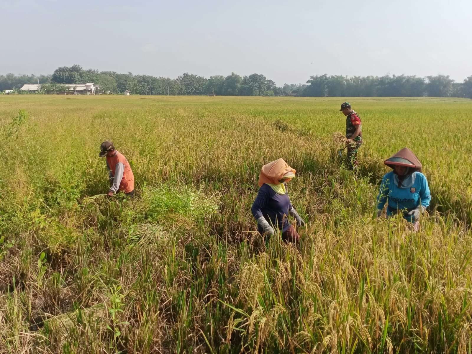Pemprov Jabar Optimis Produksi Padi 2026 Meningkat Meski Terjadi Banjir
