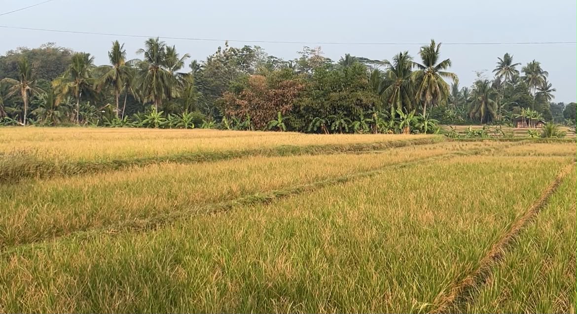 DTPHP Cianjur Perkuat Mitigasi untuk Tekan Dampak Kekeringan