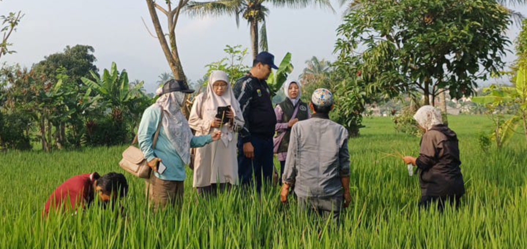 Hama Wereng Batang Coklat Serang Tanaman Padi, HKTI Cianjur: Waspada