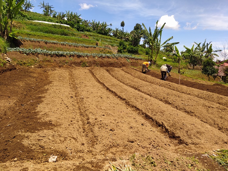 Warga di Pacet Cianjur Kembali Aktivitas di Kebun Pascagempa