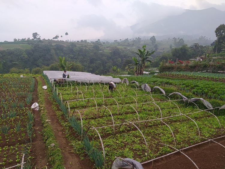 Musim Penghujan, Harga Sayuran di Petani Cianjur Merangkak Naik