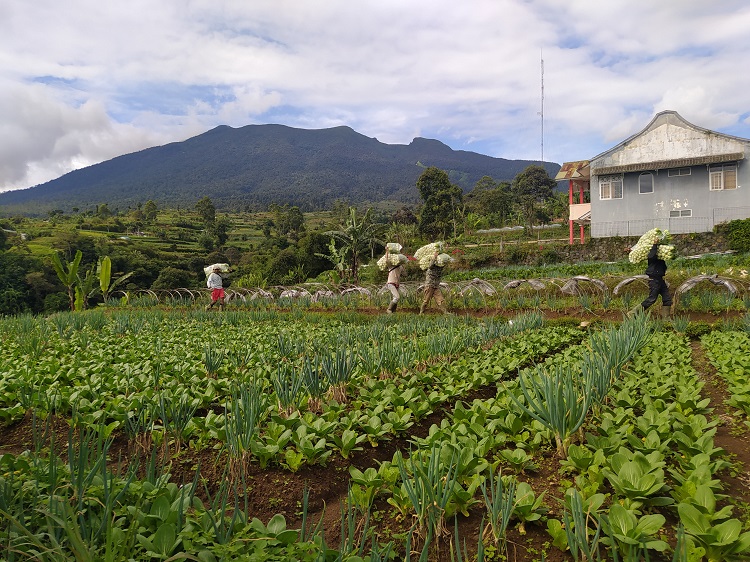 Harga Tomat Melambung, Disusul Kol dan Sawi