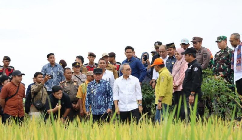 Menko Pangan: Harga Gabah Dari Petani Tidak Boleh Dibeli di Bawah HPP