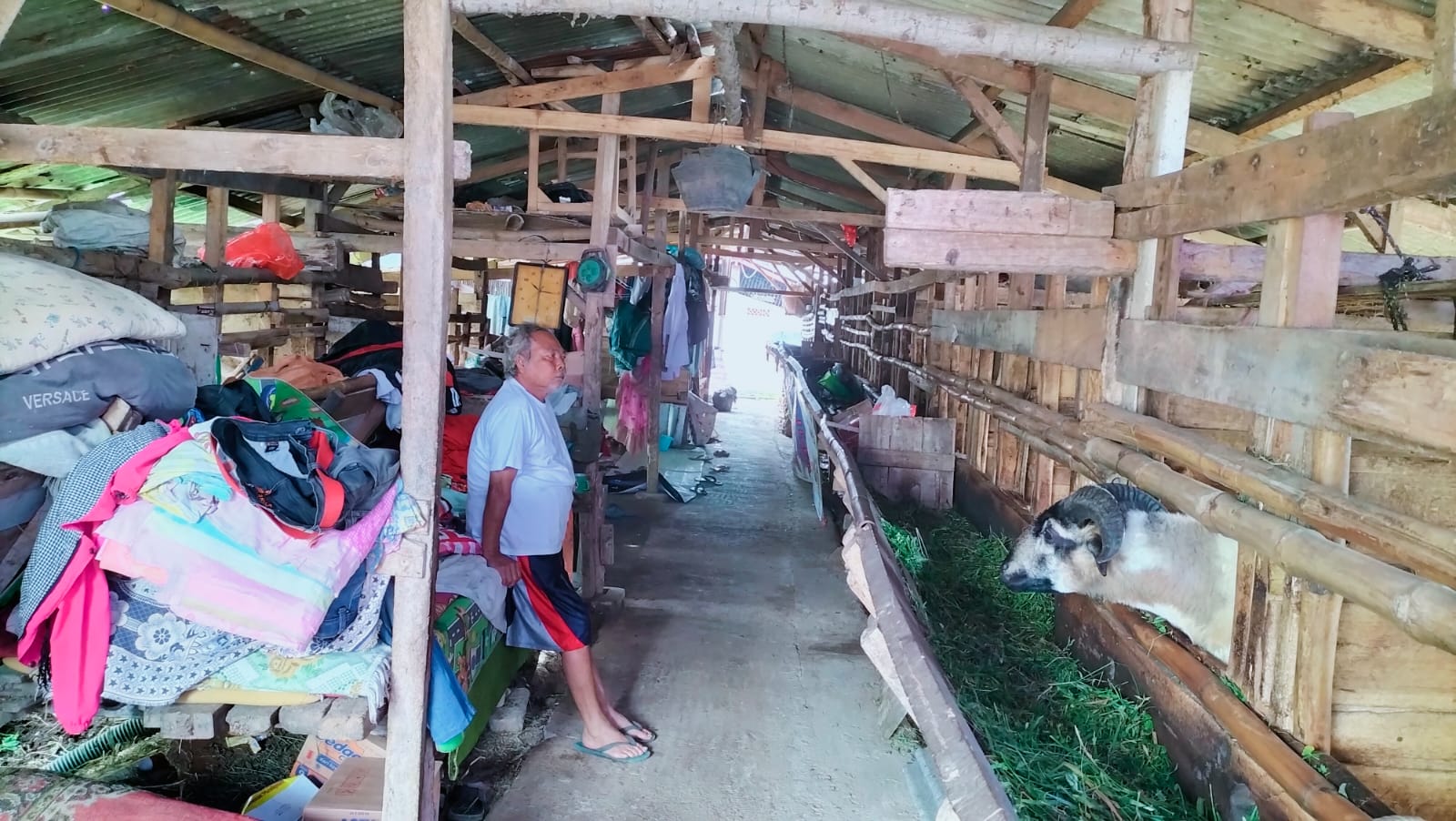 Puluhan Warga Korban Gempa di Desa Mekarsari Cianjur Pilih Mengungsi di Kandang Kambing 