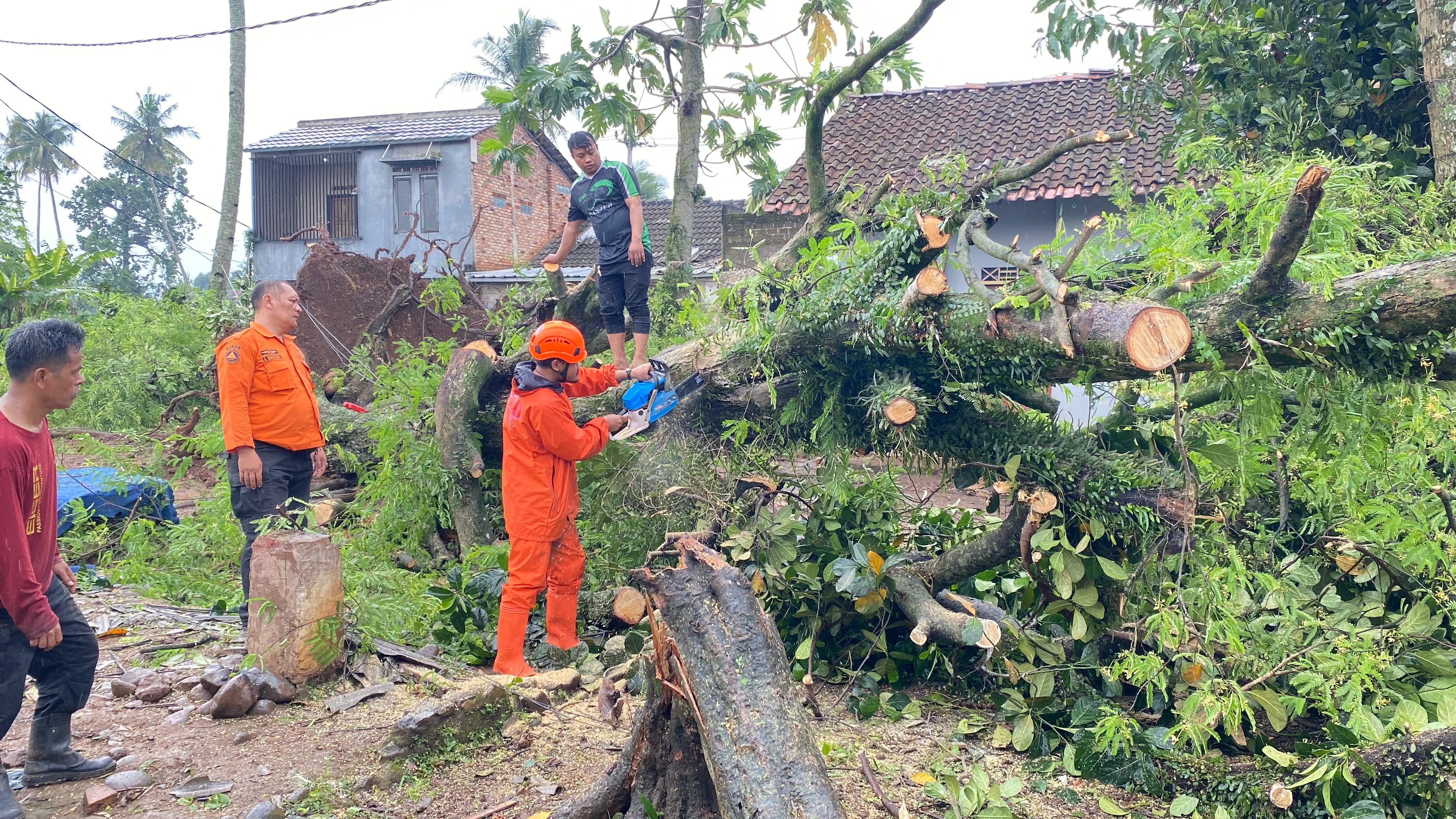 Cuaca Ekstrem Picu Pohon Tumbang di Dua Lokasi Sekaligus, BPBD Cianjur Minta Warga Tetap Waspada