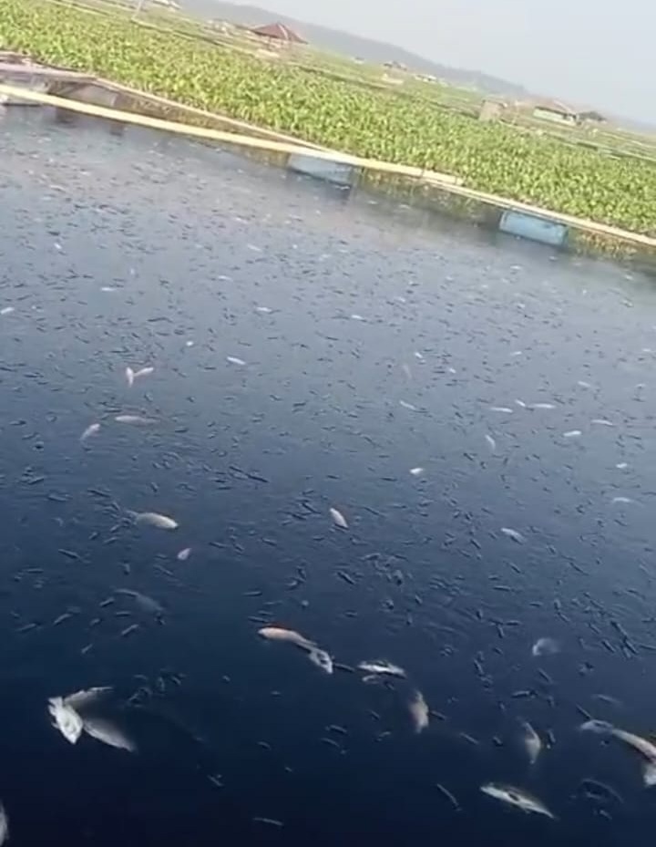 Eceng Gondok Rugikan Petani Ikan Keramba di Perairan Waduk Cirata