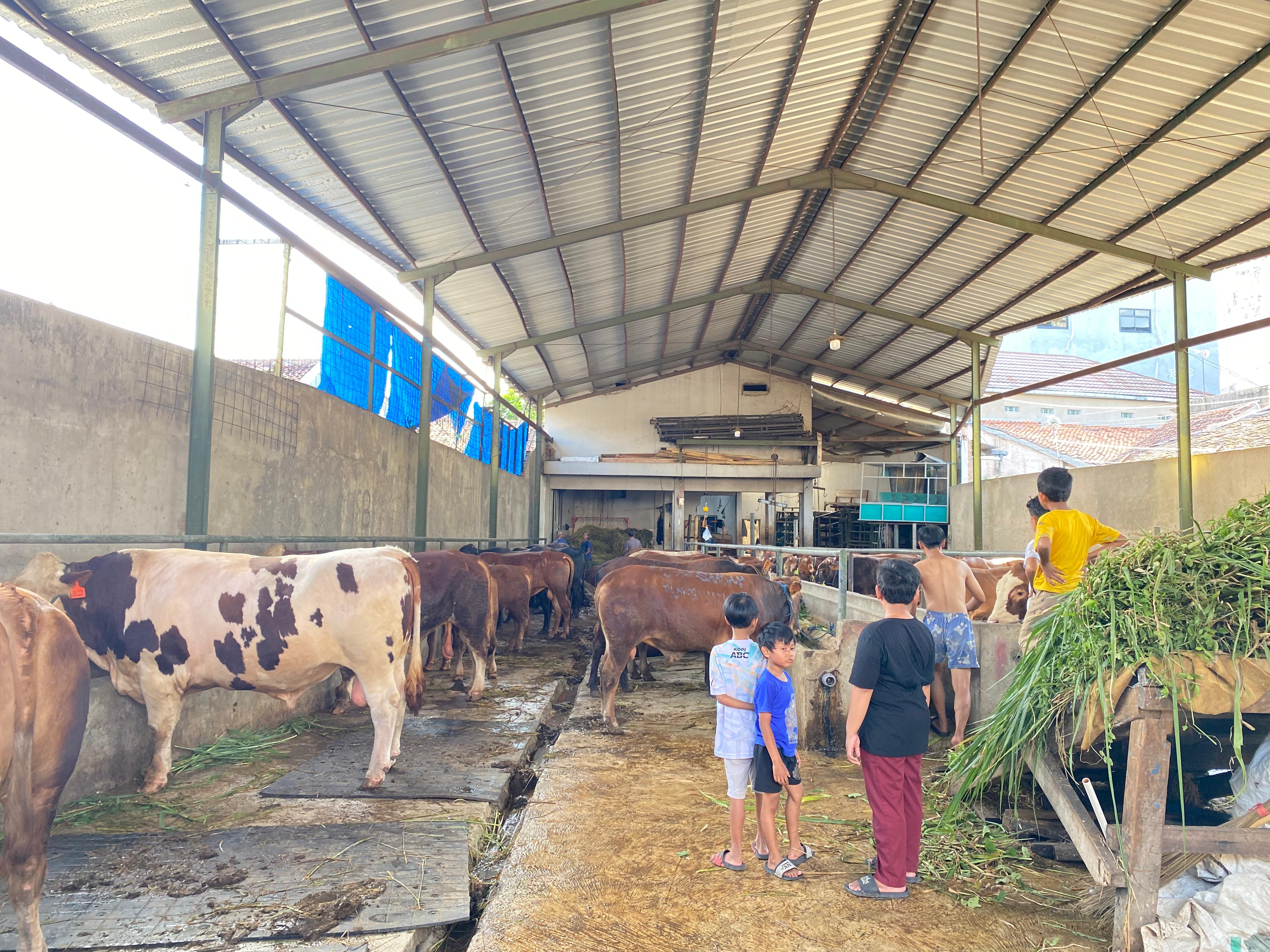 Penjualan Sapi Kurban di Cianjur Mulai Menggeliat