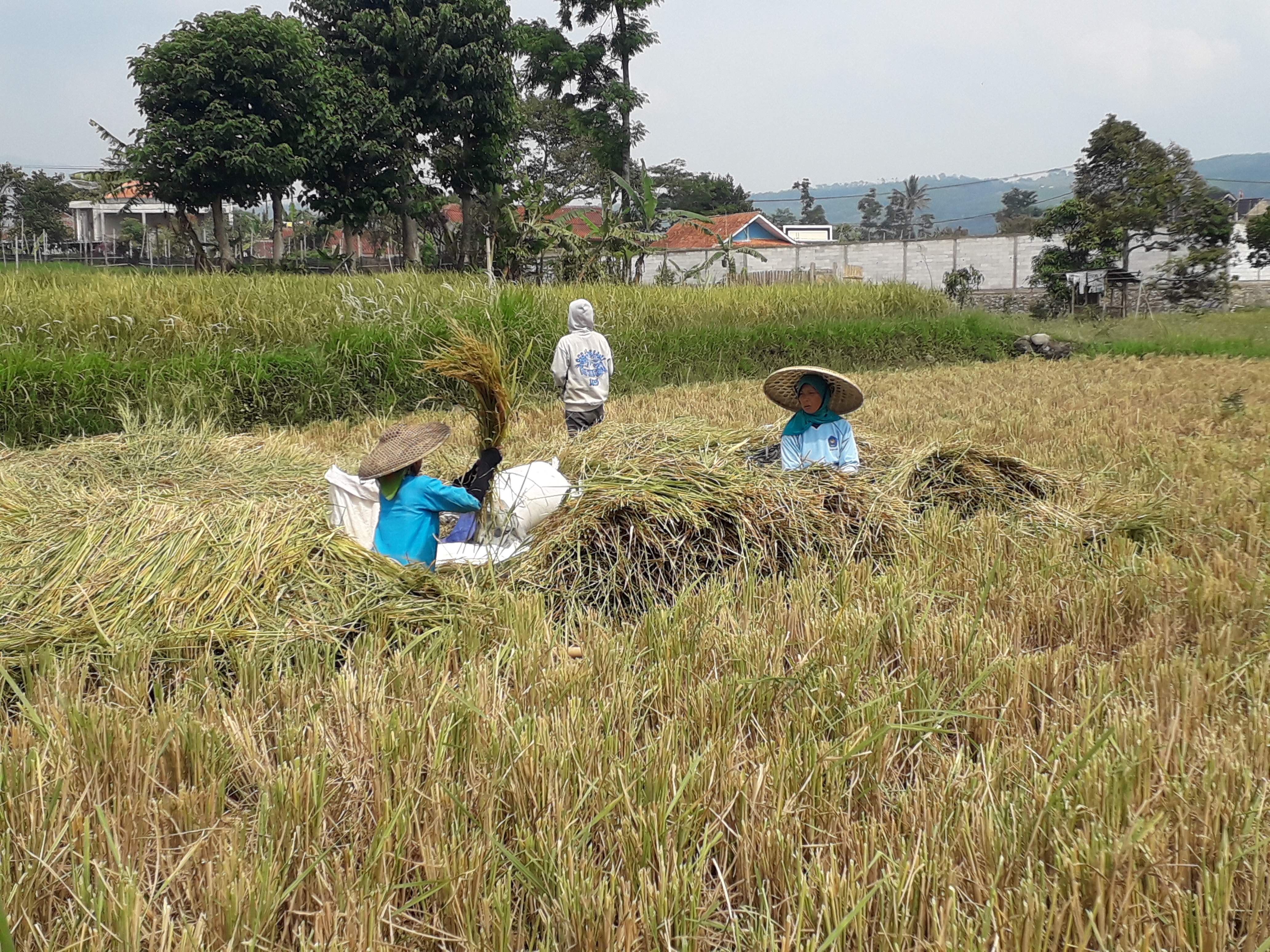 Hingga Agustus 2025, Produksi Gabah Cianjur Capai 649.337 Ton