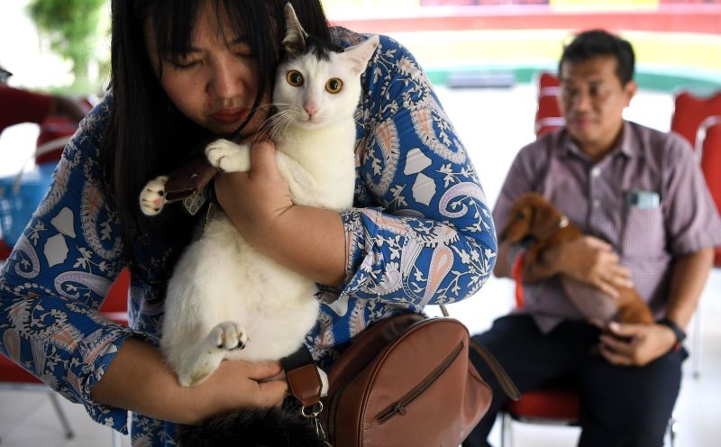 Usia Harapan Hidup Kucing dan Anjing di Indonesia di Bawah Enam Tahun