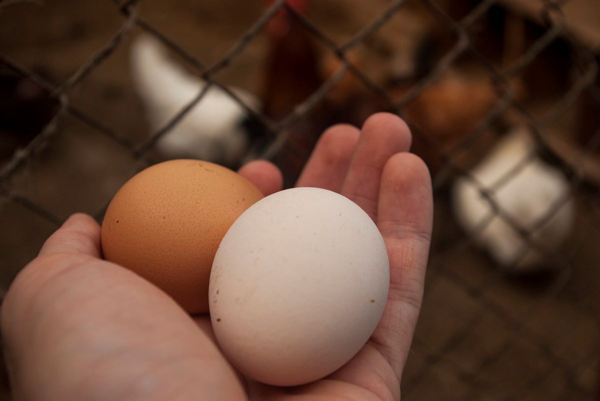 Tekan Stunting, Pemdes Cimacan Bagikan Telur dan Ayam