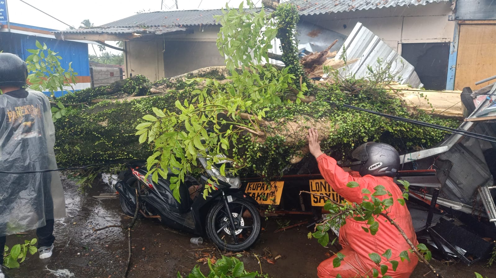 Pohon Tumbang Timpa Pengendara Motor di Cugenang Cianjur 