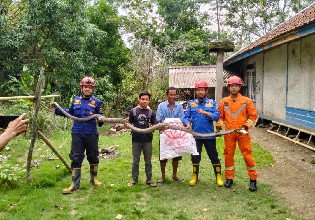 Damkar Sindangbarang Cianjur Tangkap Ular Kobra Sepanjang Empat Meter