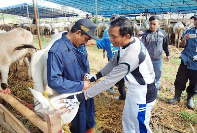 Disnakkeswankan Cianjur Pastikan Ribuan Hewan Kurban Sehat dan Layak Disembelih