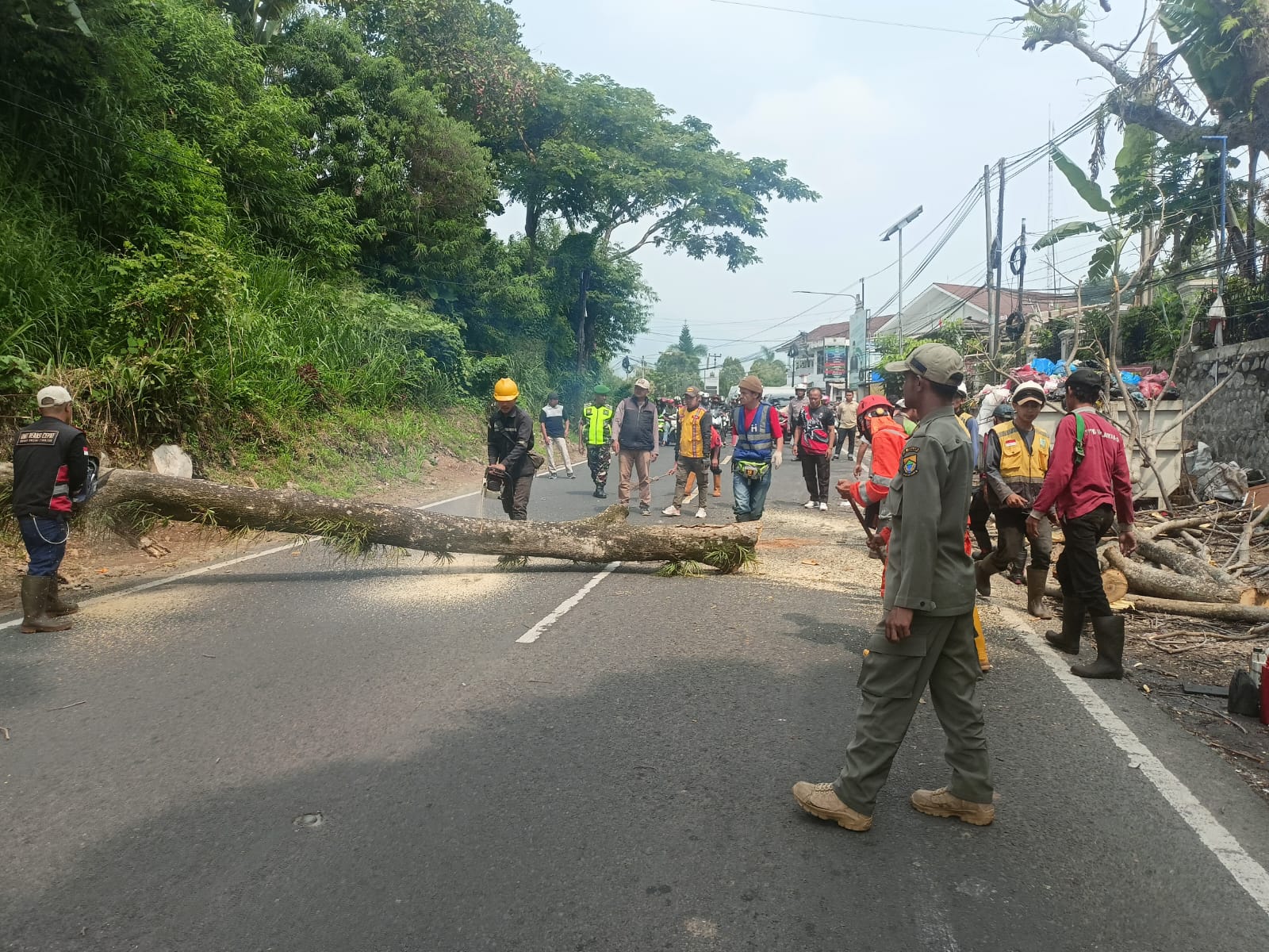 Petugas Gabungan di Cipanas Cianjur Tebang Pohon Rawan Tumbang