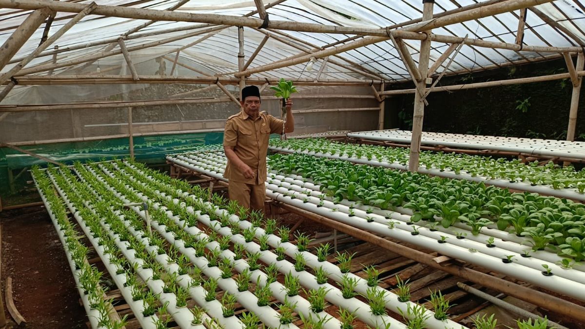 Guru SD di Cibeber Cianjur Sukses Kembangkan Bisnis Sayuran Hidroponik