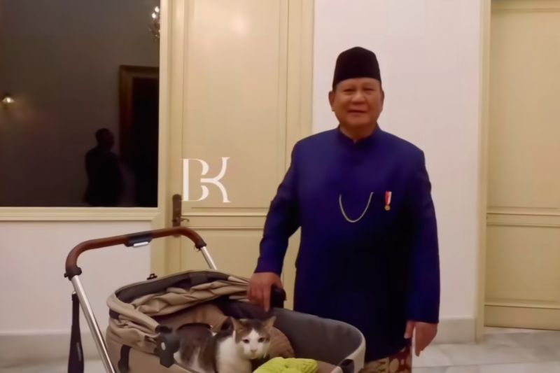 Bobby Si Kucing Resmi Jadi Penghuni Istana Temani Prabowo Dinas