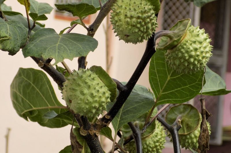 Coba-coba Hingga Kecanduan jadi Alasan Orang Konsumsi Buah Kecubung