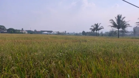Abu Vulkanik Selimuti Lahan Pertanian, DTPHP Siapkan Langkah Mitigasi