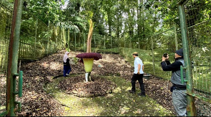 Indukan Bunga Bangkai Mekar Sempurna Ketujuh Kalinya di Kebun Raya Cibodas