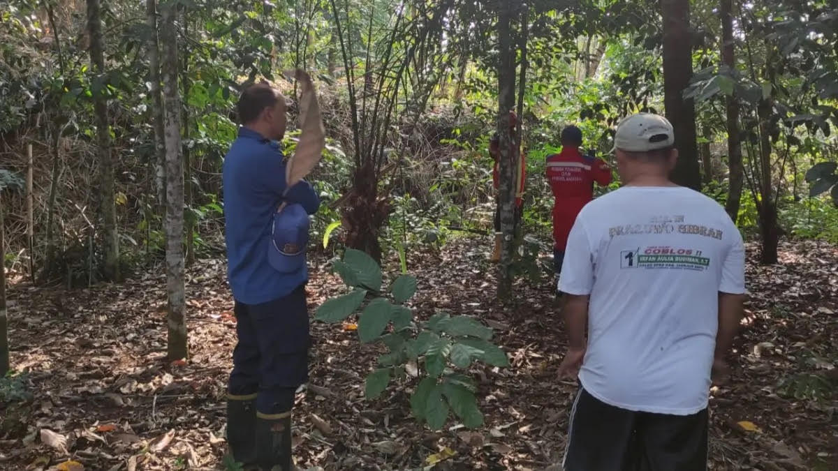 Lutung Jawa Masuki Permukiman Warga di Cianjur, Anak-anak Jadi Sasaran