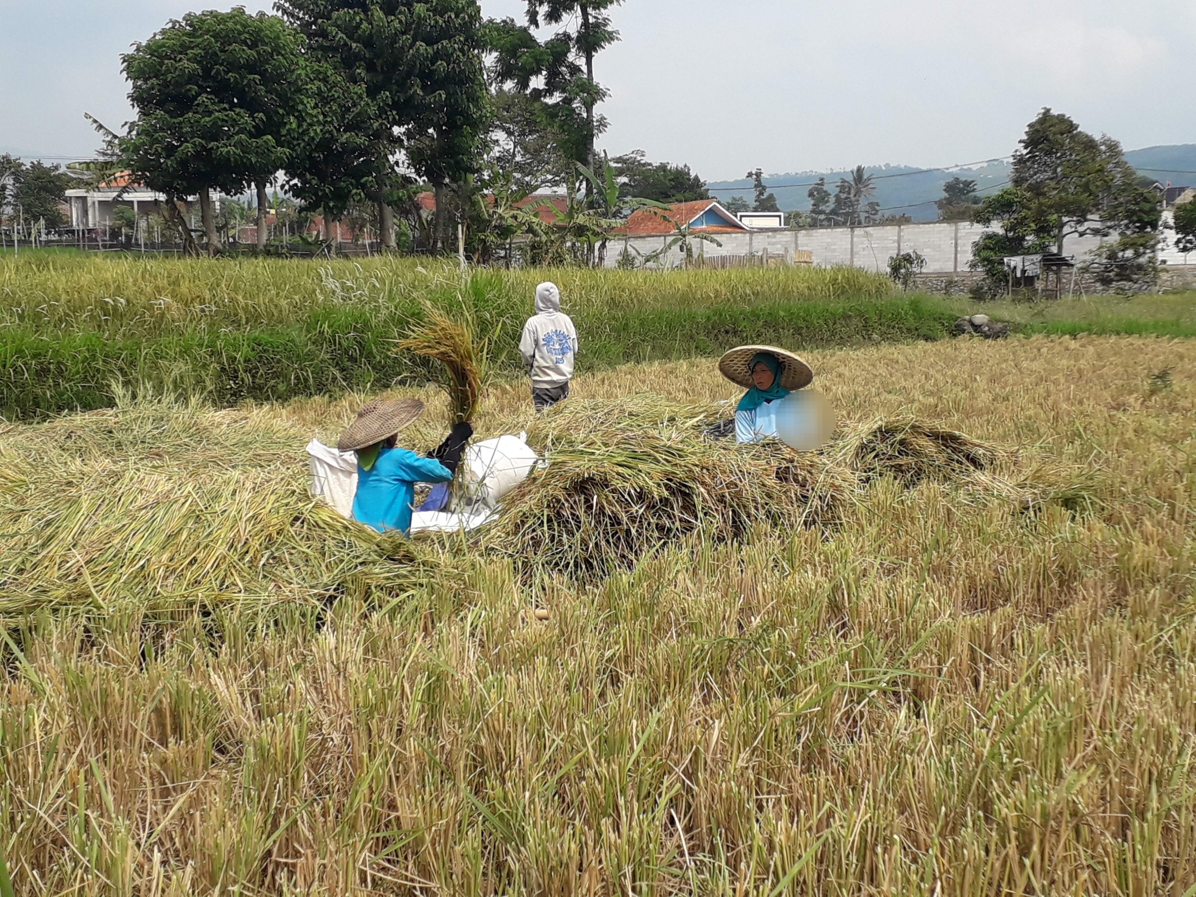 Pupuk Subsidi Cianjur Terserap Lebih dari Separuh Alokasi