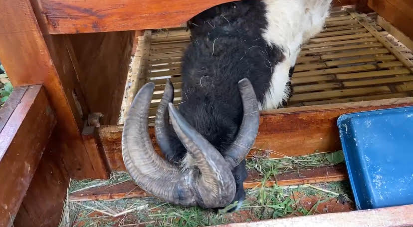 Langka, Warga Cianjur Pelihara Domba Bertanduk Empat