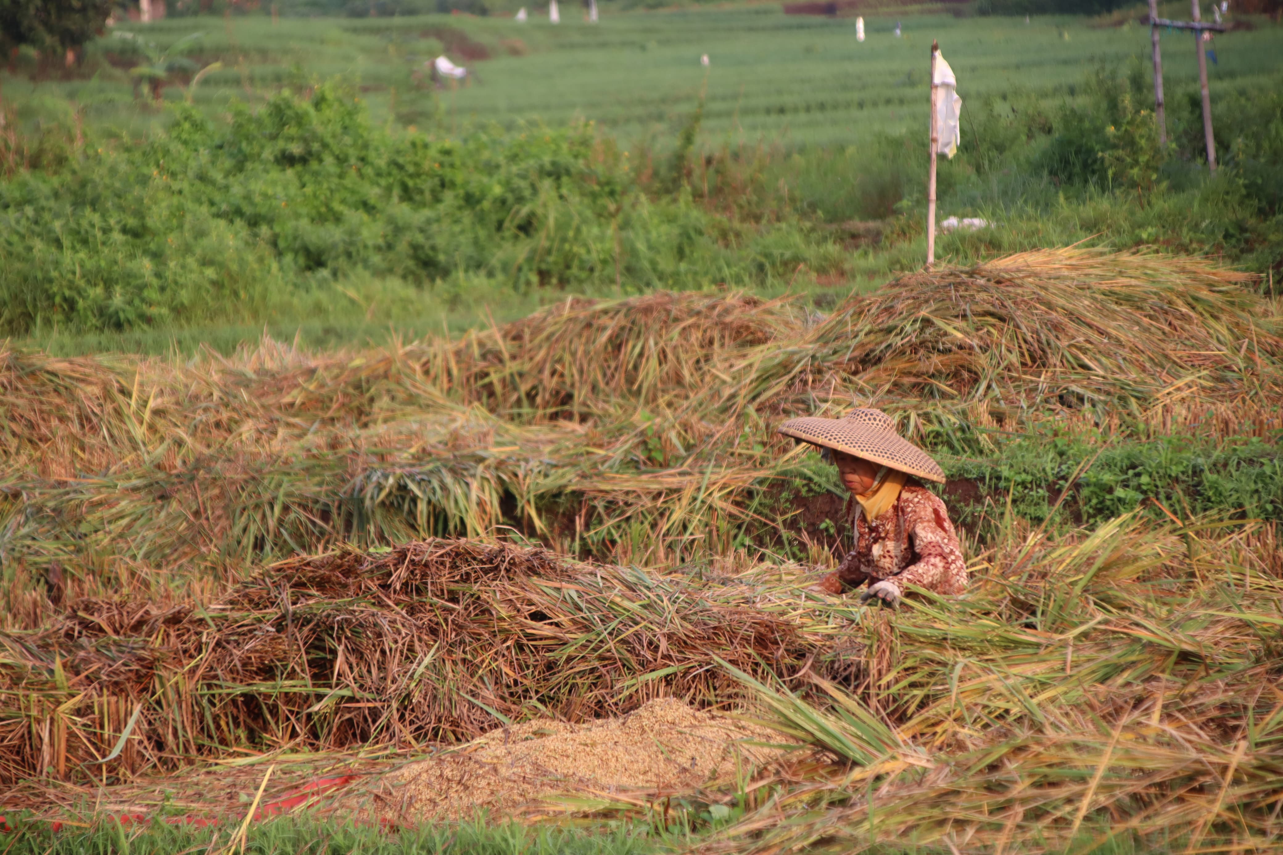 24 Desa di Cianjur Masuk Kategori Rentan Rawan Pangan