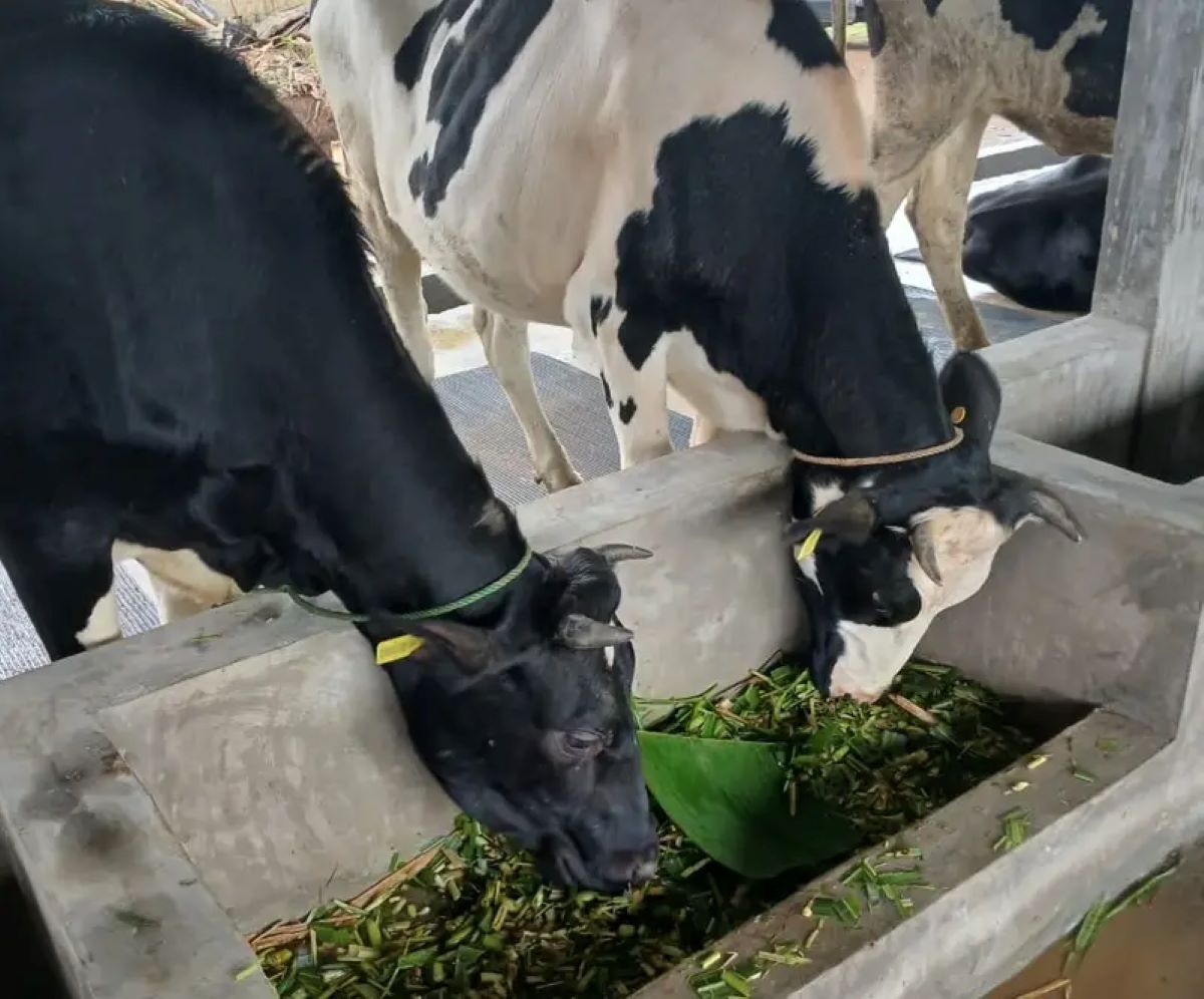 Pembangunan Kawasan Peternakan di Kecamatan Campaka Cianjur Sudah Selesai 100 Persen